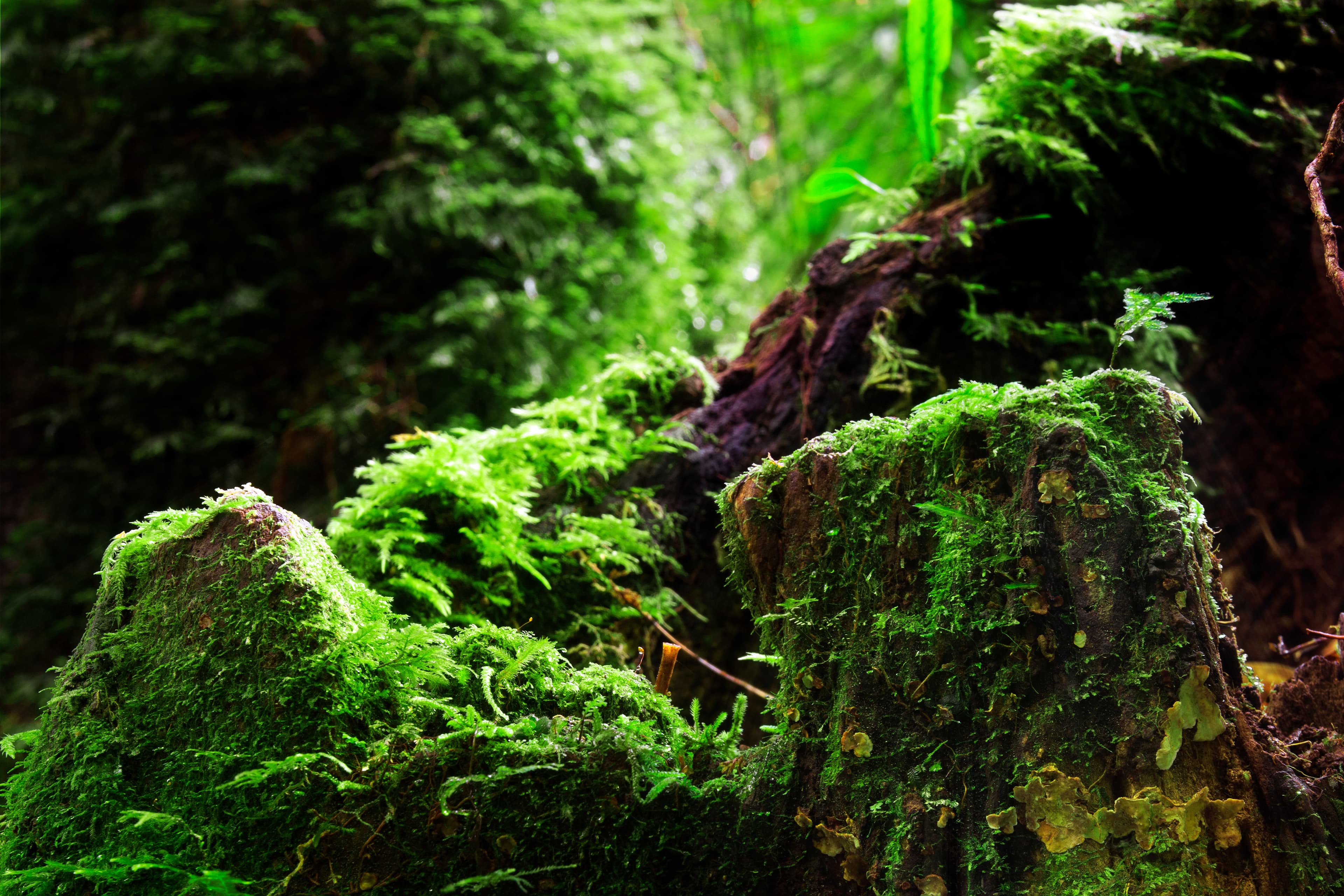MOSS COUNTRY