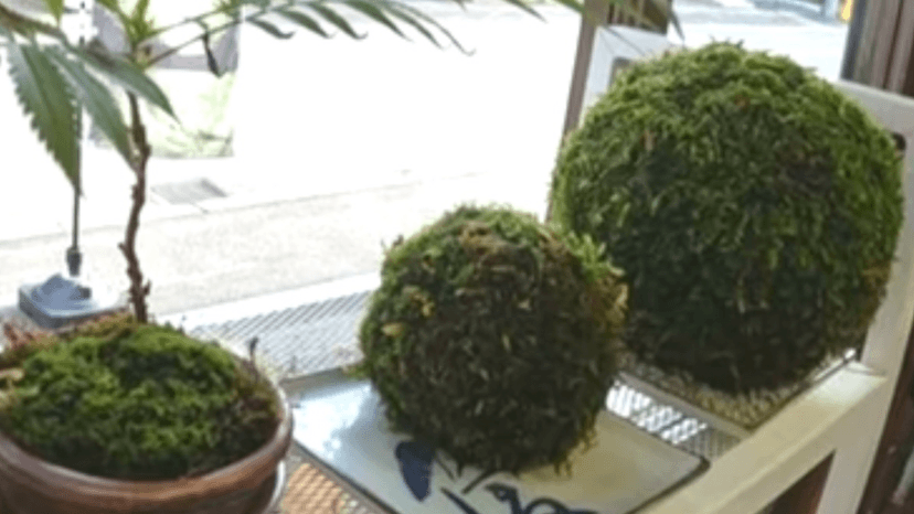 苔玉・苔盆栽