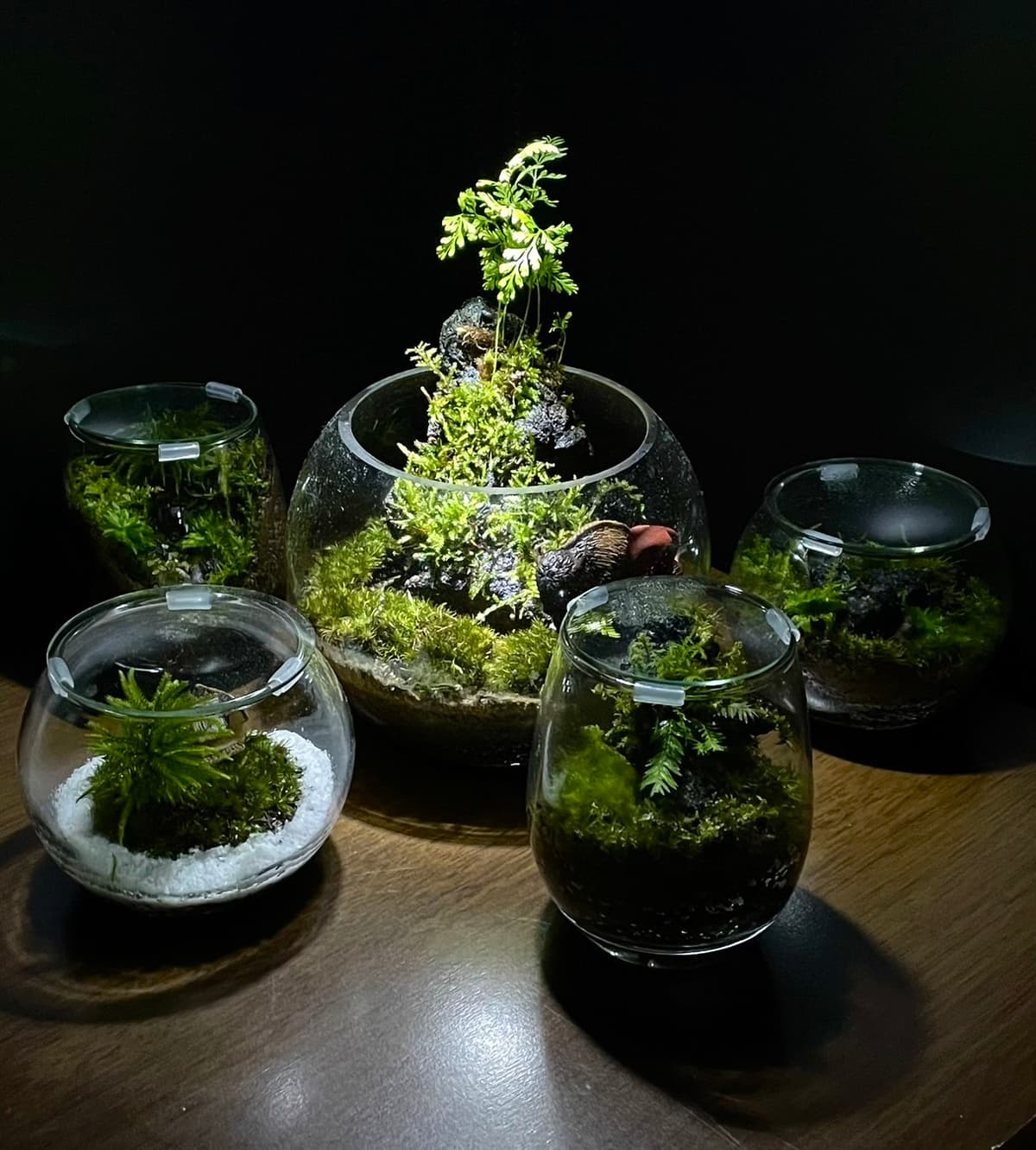 立桶賢による職人技術と北海道の苔テラリウム制作